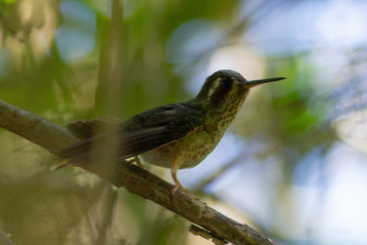 Speckled Hummingbird - Angus Pritchard