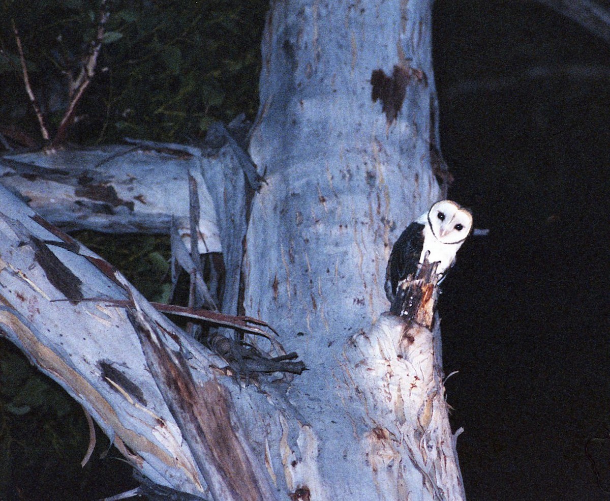 Australian Masked-Owl - Charles Silveira