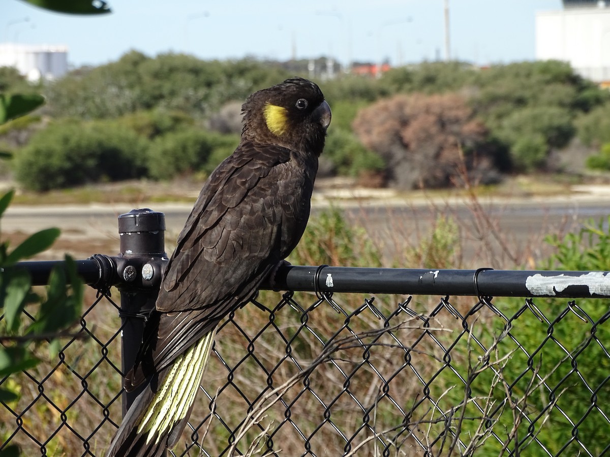 Yellow-tailed Black-Cockatoo - Richard Murray