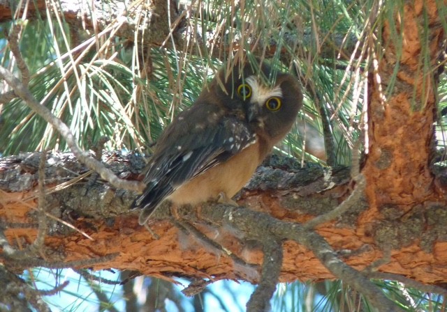 Northern Saw-whet Owl - Central Oregon Historical Records
