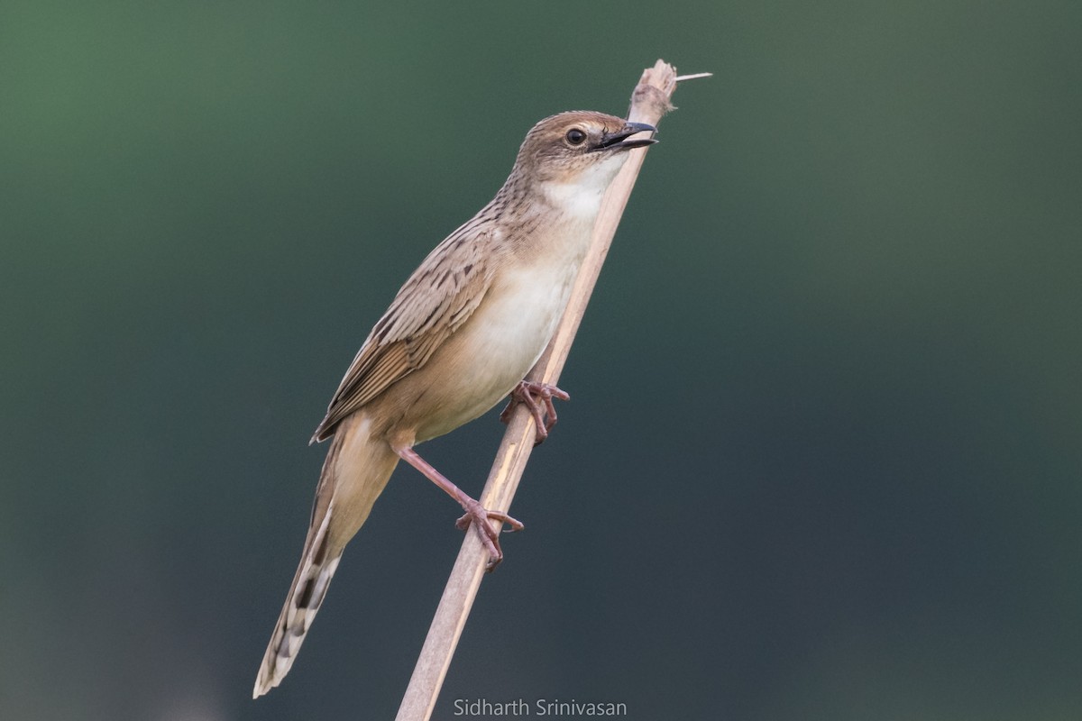 Bristled Grassbird - Sidharth Srinivasan