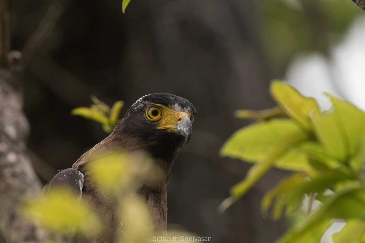 Crested Serpent-Eagle - ML105875061