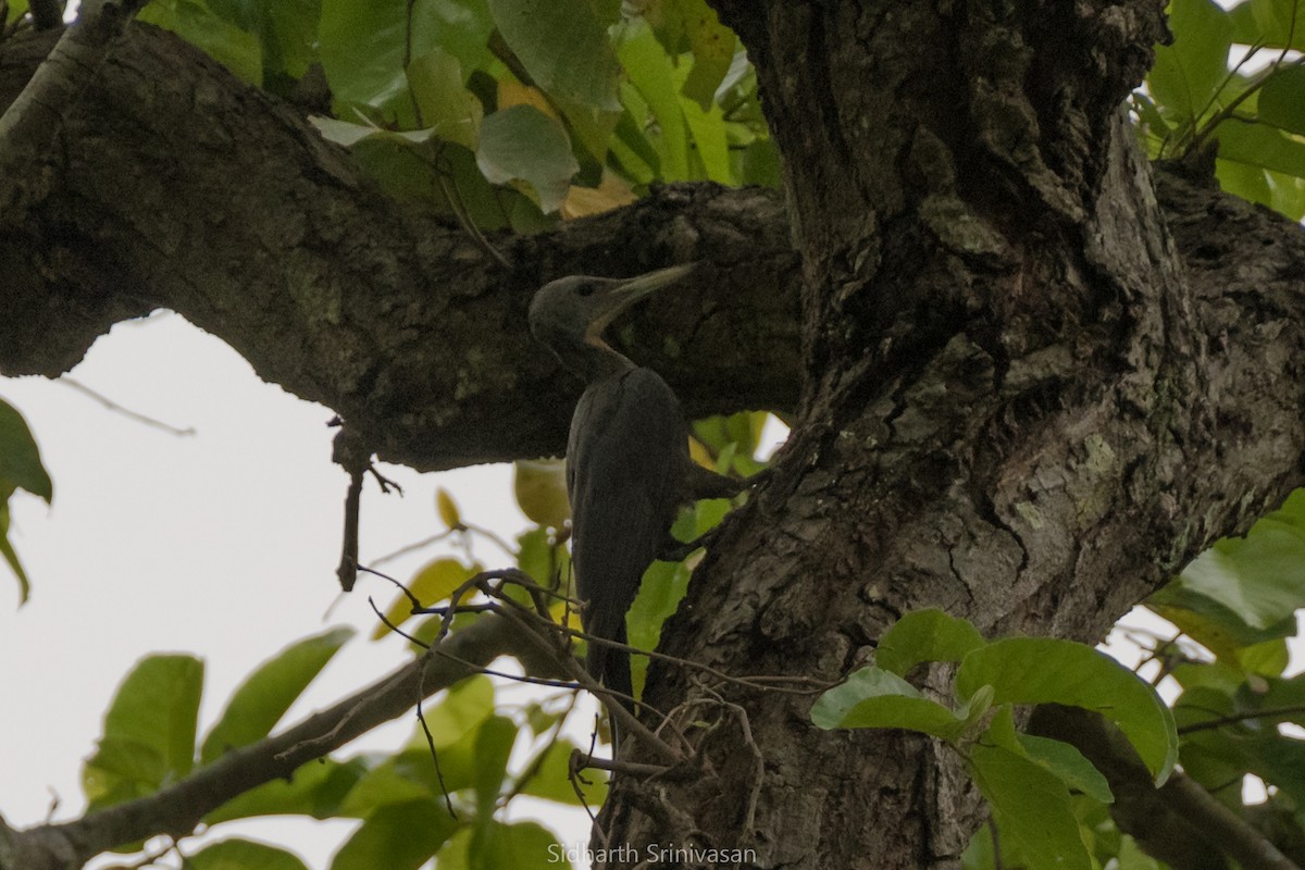 Great Slaty Woodpecker - Sidharth Srinivasan