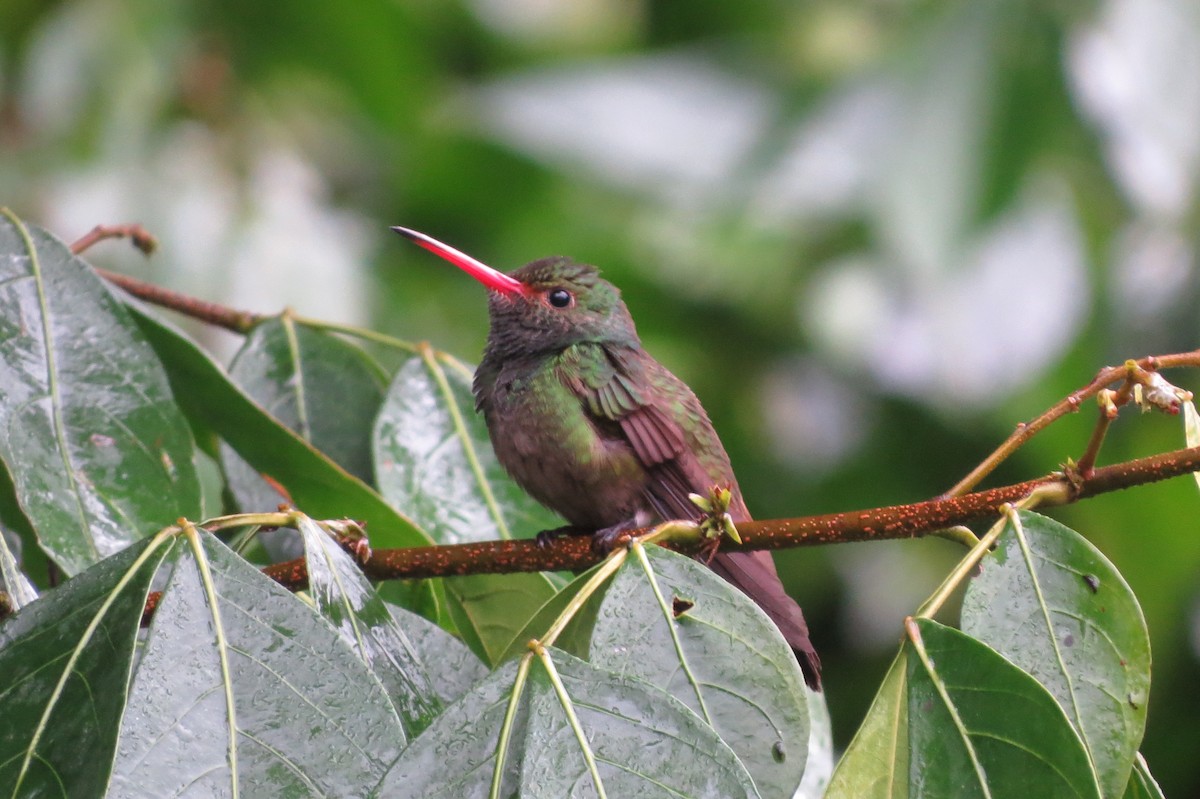 Rufous-tailed Hummingbird - Larry Schmahl