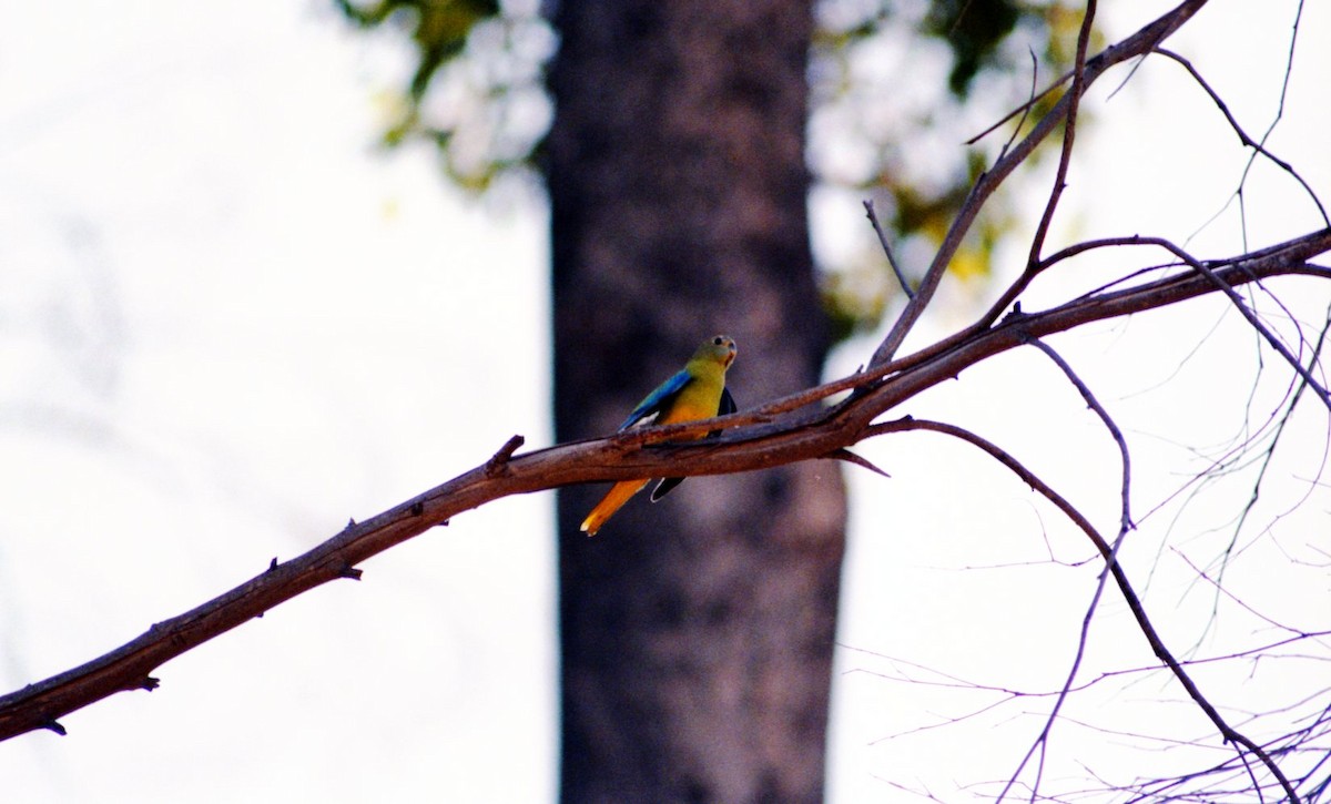 Turquoise Parrot - Charles Silveira