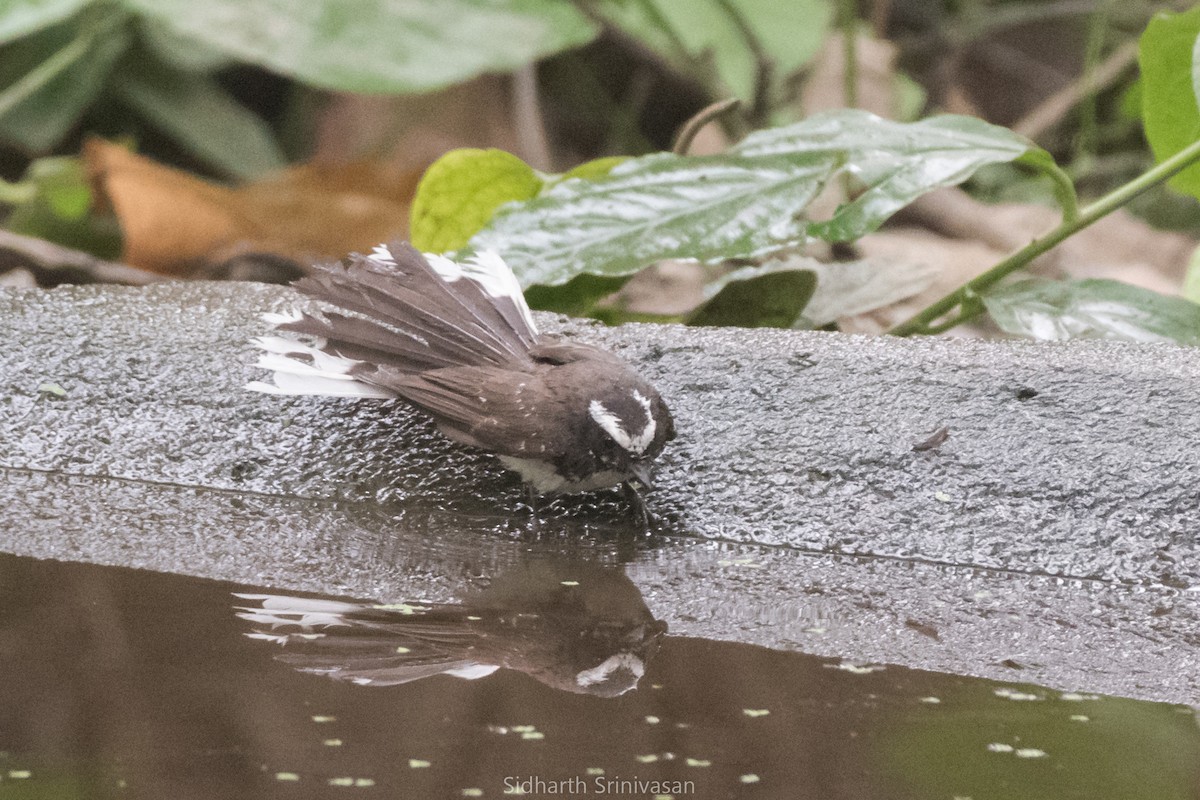 White-browed Fantail - ML105878171