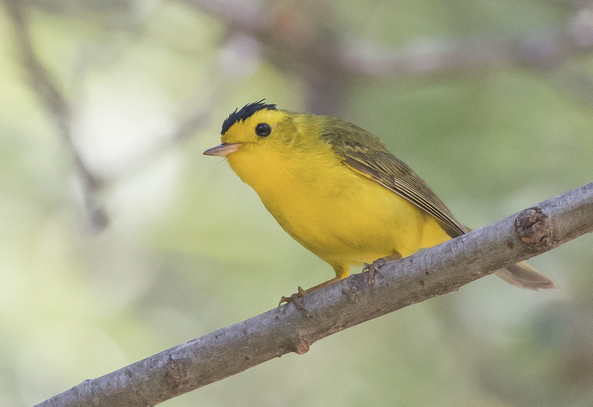 Wilson's Warbler - Jerry Ting