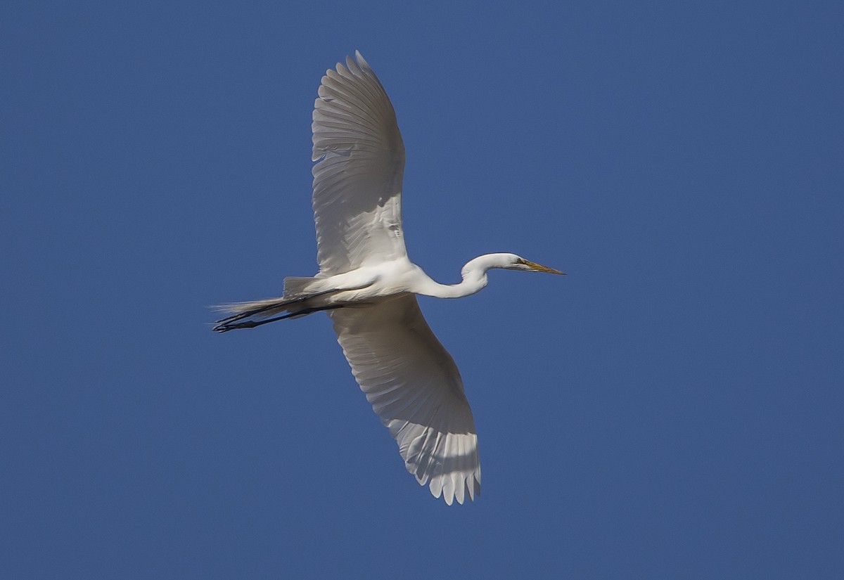 Great Egret - Jerry Ting