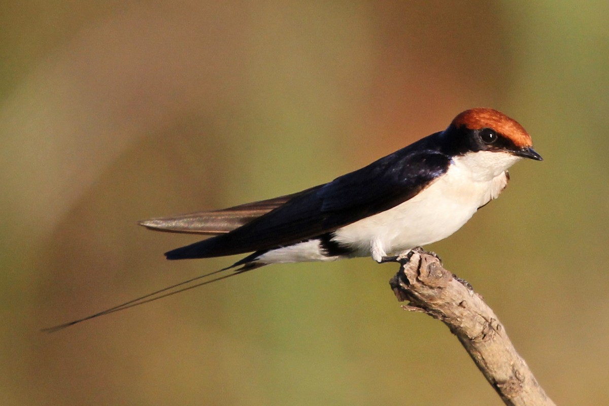 Wire-tailed Swallow - ML105879861