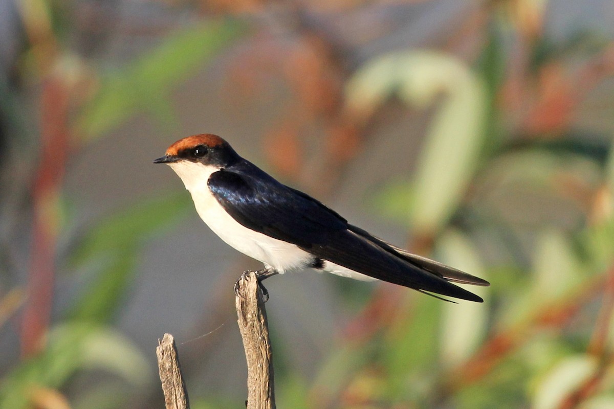 Wire-tailed Swallow - ML105879871