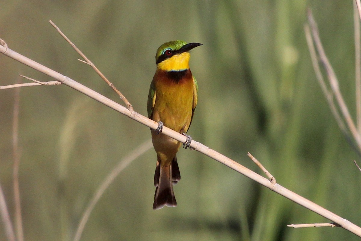Little Bee-eater - Ray Turnbull
