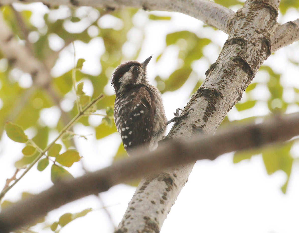 Sunda Pygmy Woodpecker - ML105885111
