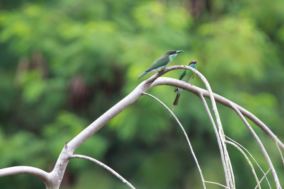 Blue-throated Bee-eater - William Mahoney