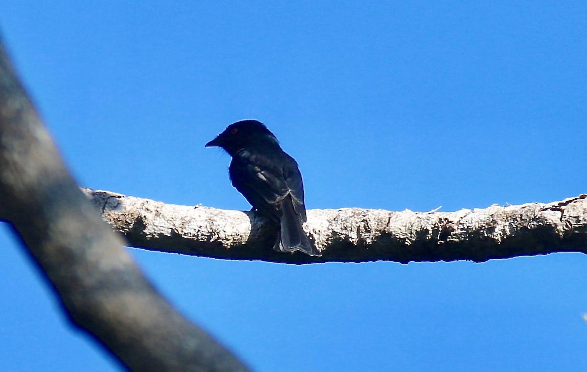 Square-tailed Drongo - Krista Oswald