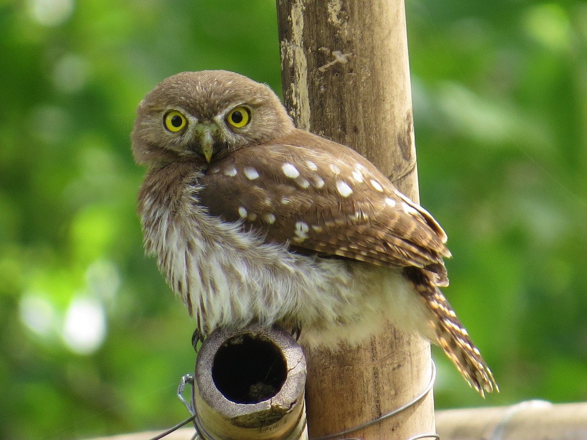 Ferruginous Pygmy-Owl - Phil Arneson