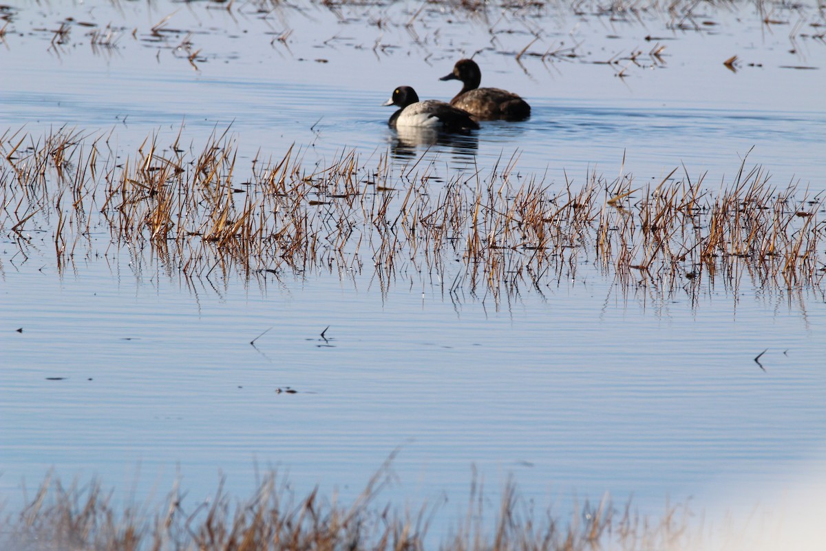 Greater/Lesser Scaup - Kevin Wistrom