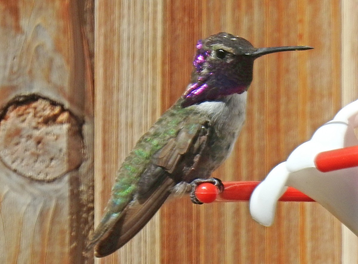 Costa's Hummingbird - ML105892941