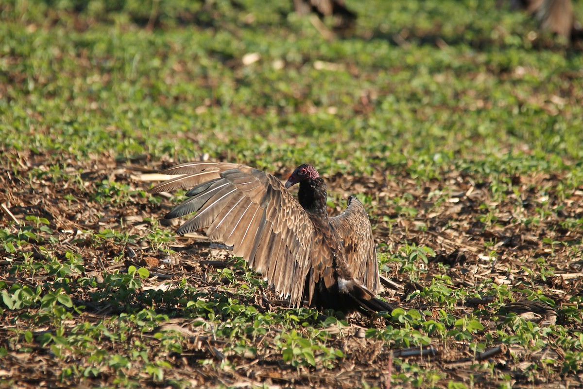 Turkey Vulture - ML105894601