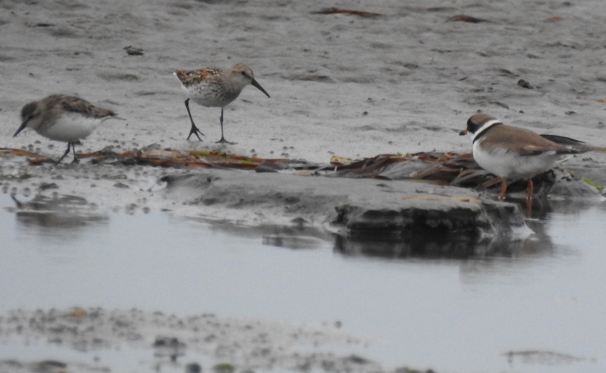 Semipalmated Plover - ML105899341