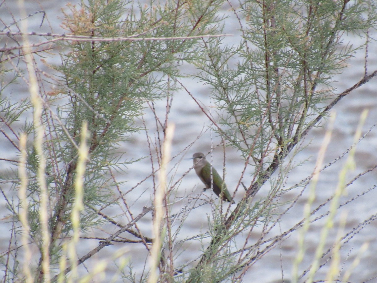 Black-chinned Hummingbird - ML105899481