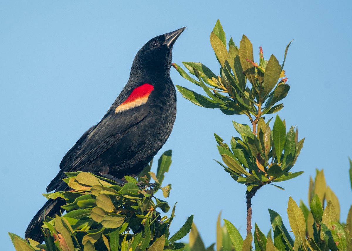 Red-winged Blackbird - ML105901081