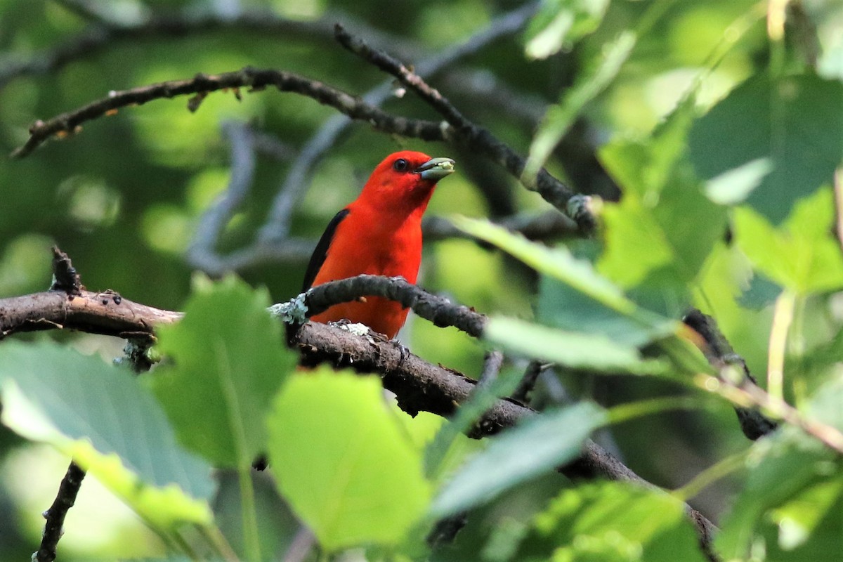 Scarlet Tanager - ML105904431