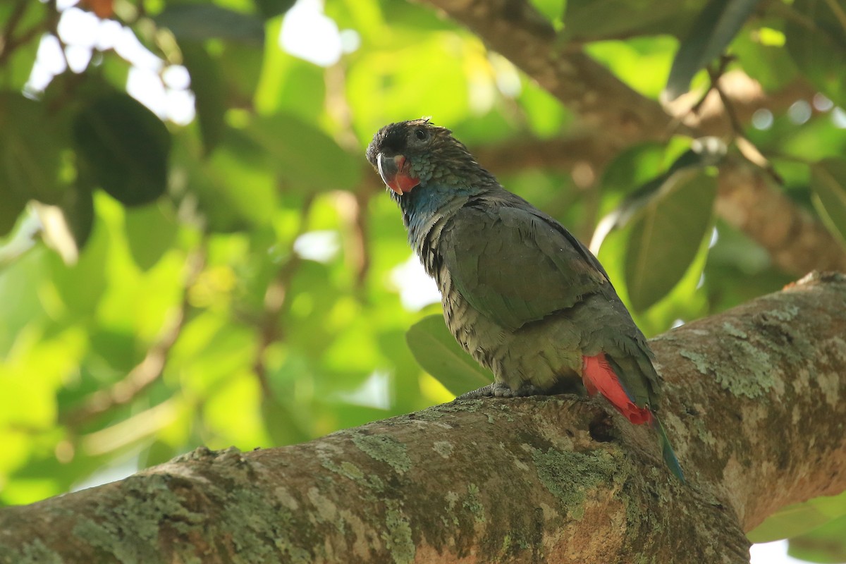 Red-billed Parrot - Tim Lenz