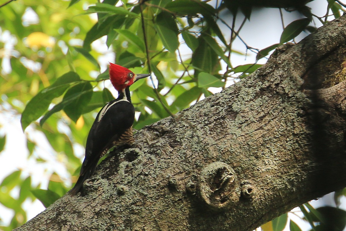 Crimson-crested Woodpecker - ML105909981