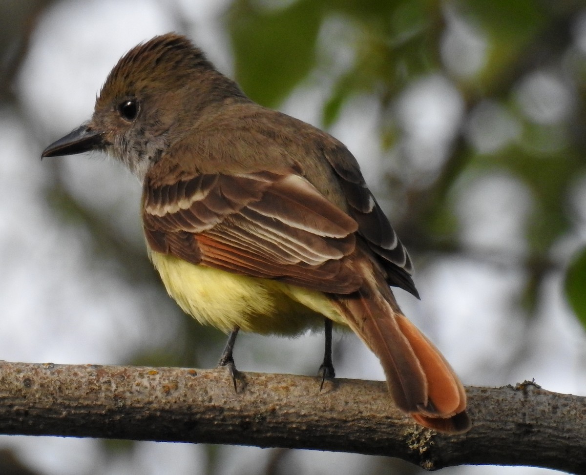 Great Crested Flycatcher - ML105910681