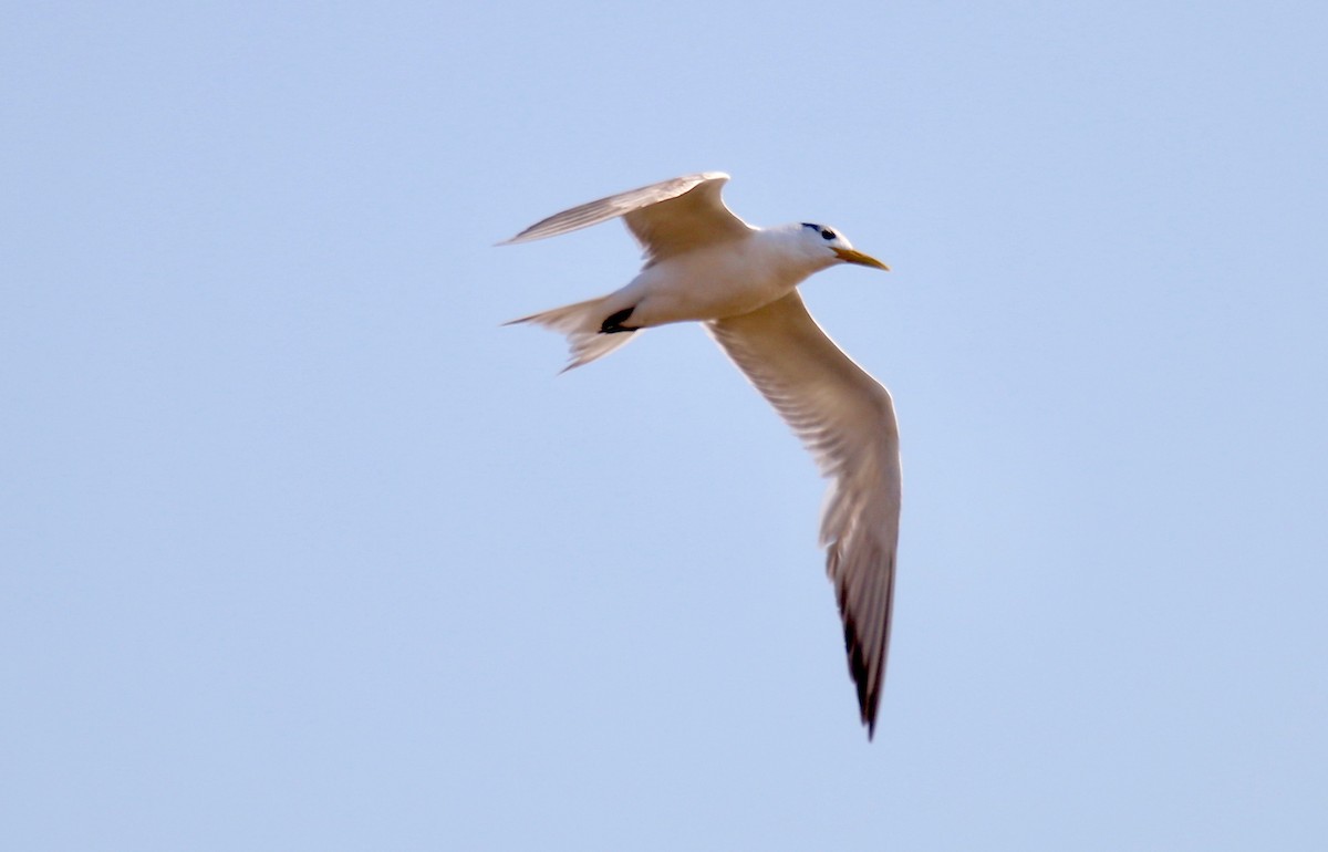 Great Crested Tern - ML105916141