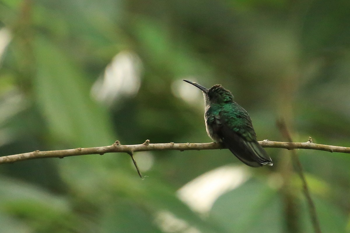 Crowned Woodnymph (Northern/Colombian Violet-crowned) - ML105917261