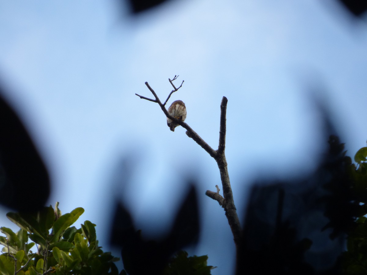 Amazonian Pygmy-Owl - Bill Crins