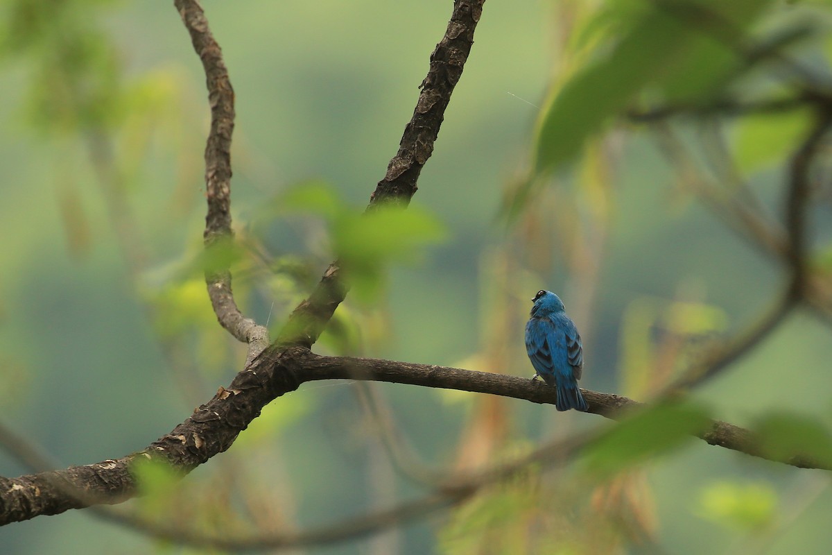 Swallow Tanager - ML105918461