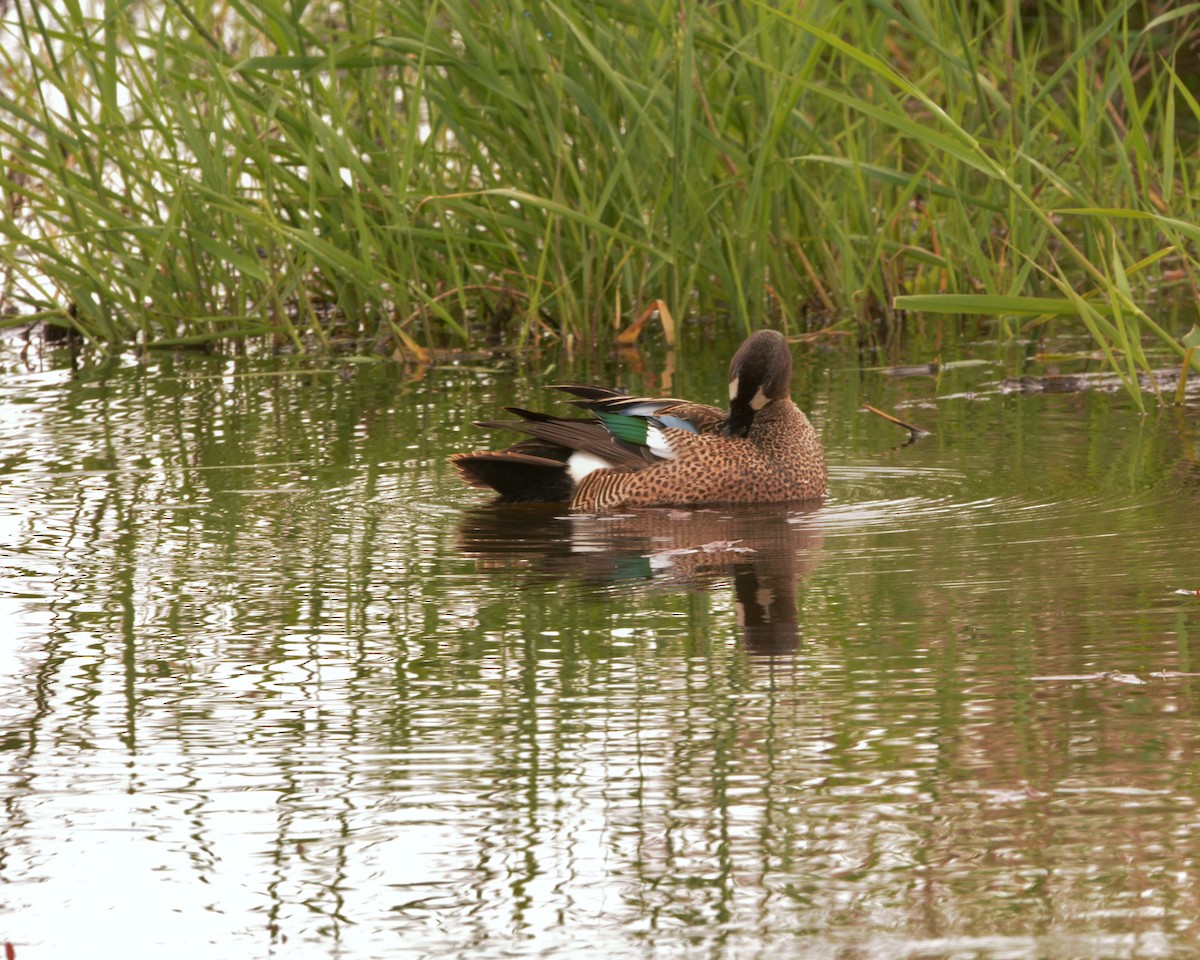 Blue-winged Teal - ML105918721