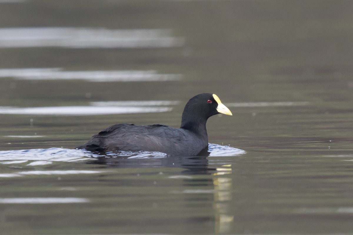 White-winged Coot - Luis Marcelo Figueiroa Andrade