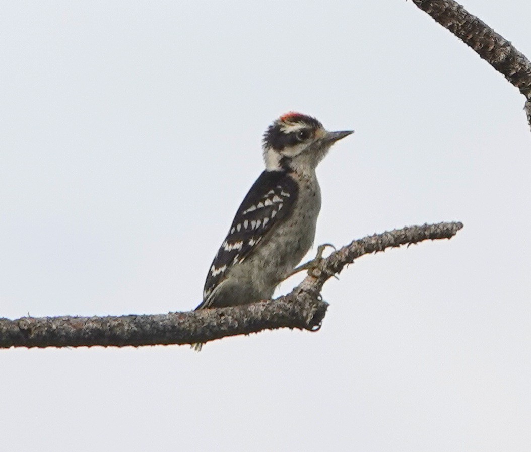 Downy Woodpecker - ML105921441