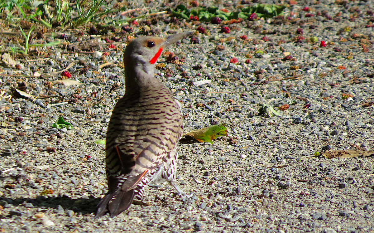 Northern Flicker (Yellow-shafted x Red-shafted) - ML105923701