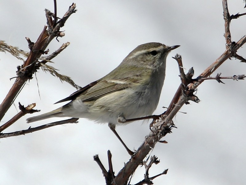 Hume's Warbler - ML105923741