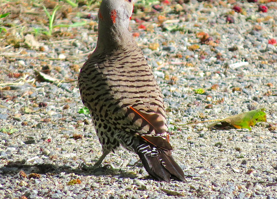Northern Flicker (Yellow-shafted x Red-shafted) - ML105923761