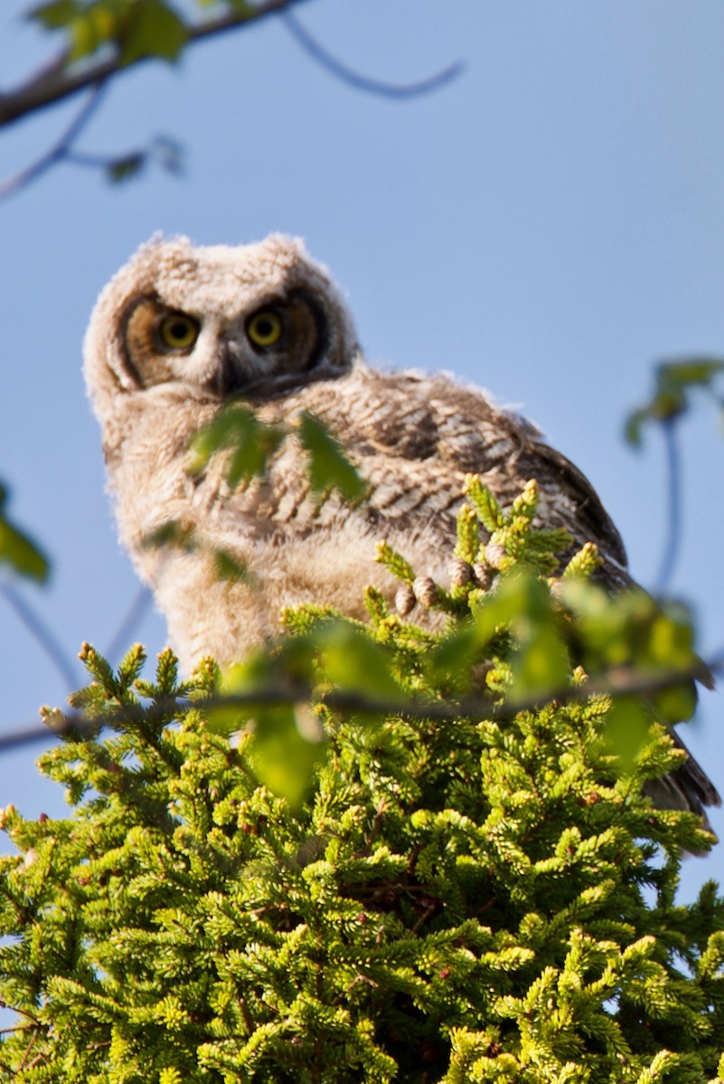 Great Horned Owl - ML105925221