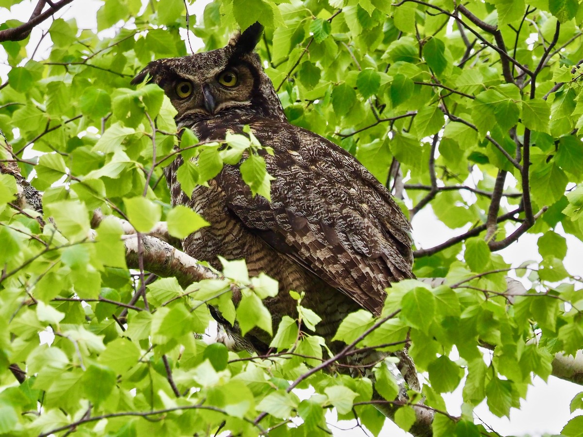 Great Horned Owl - ML105925441