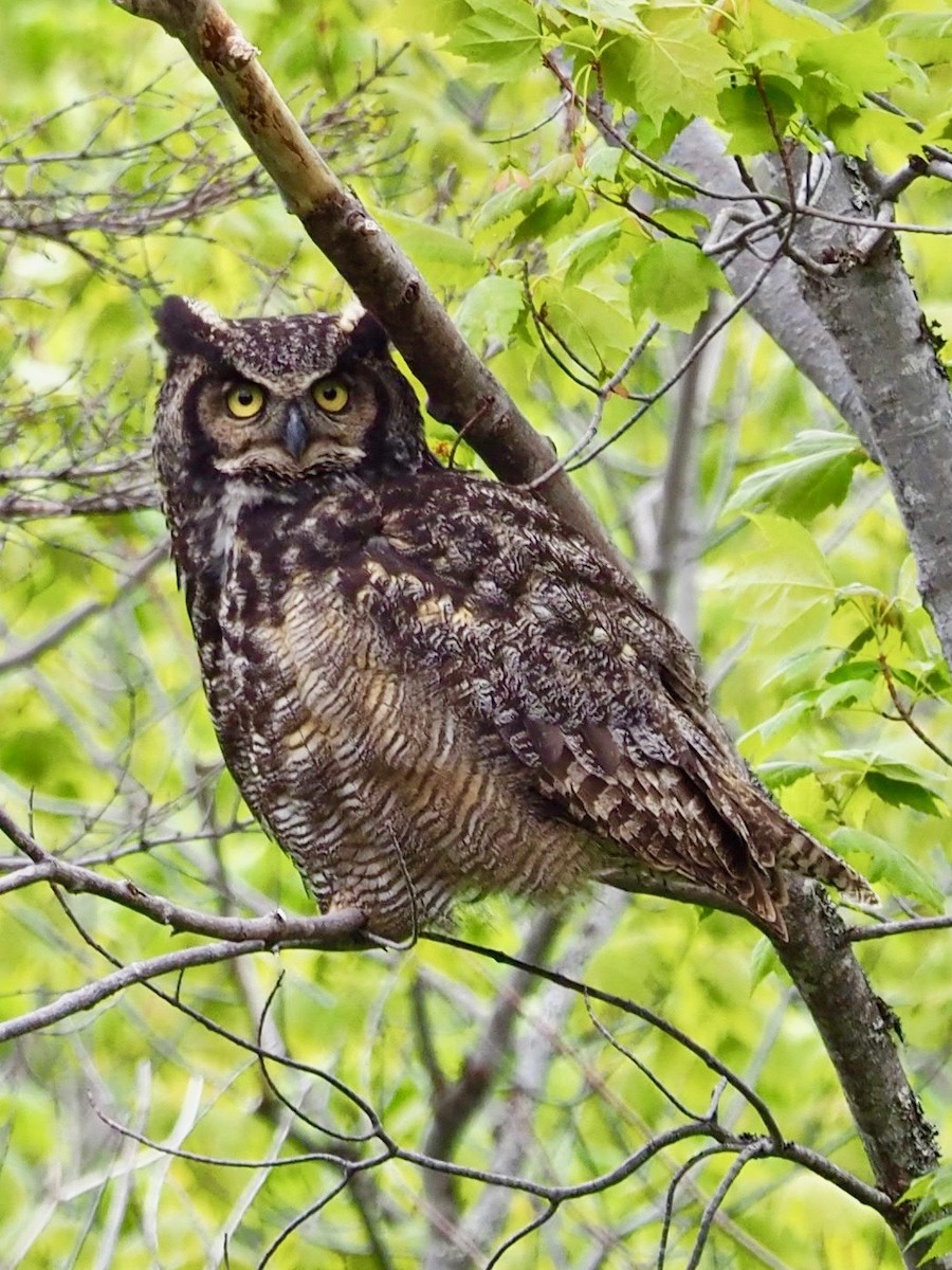 Great Horned Owl - ML105925451
