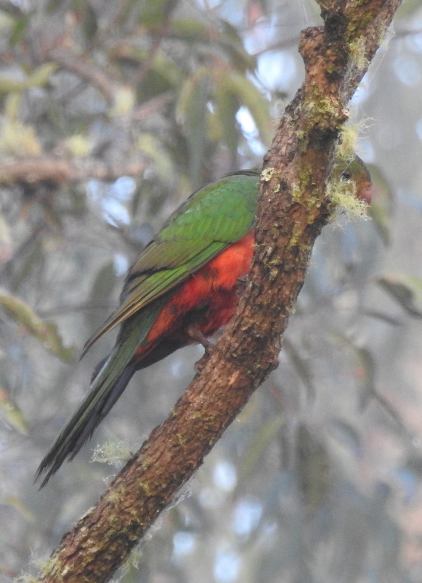 Australian King-Parrot - ML105927051