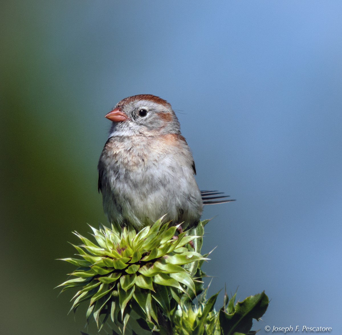 Field Sparrow - ML105927421