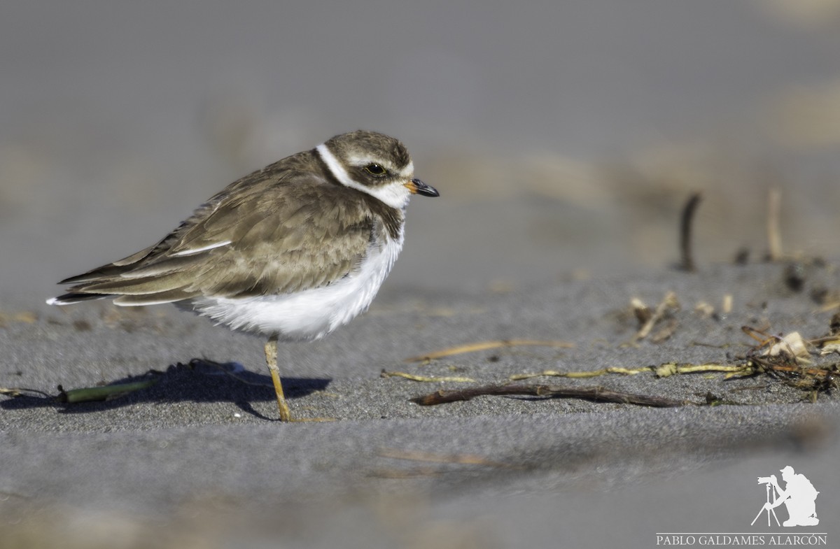 Semipalmated Plover - Pablo Galdames