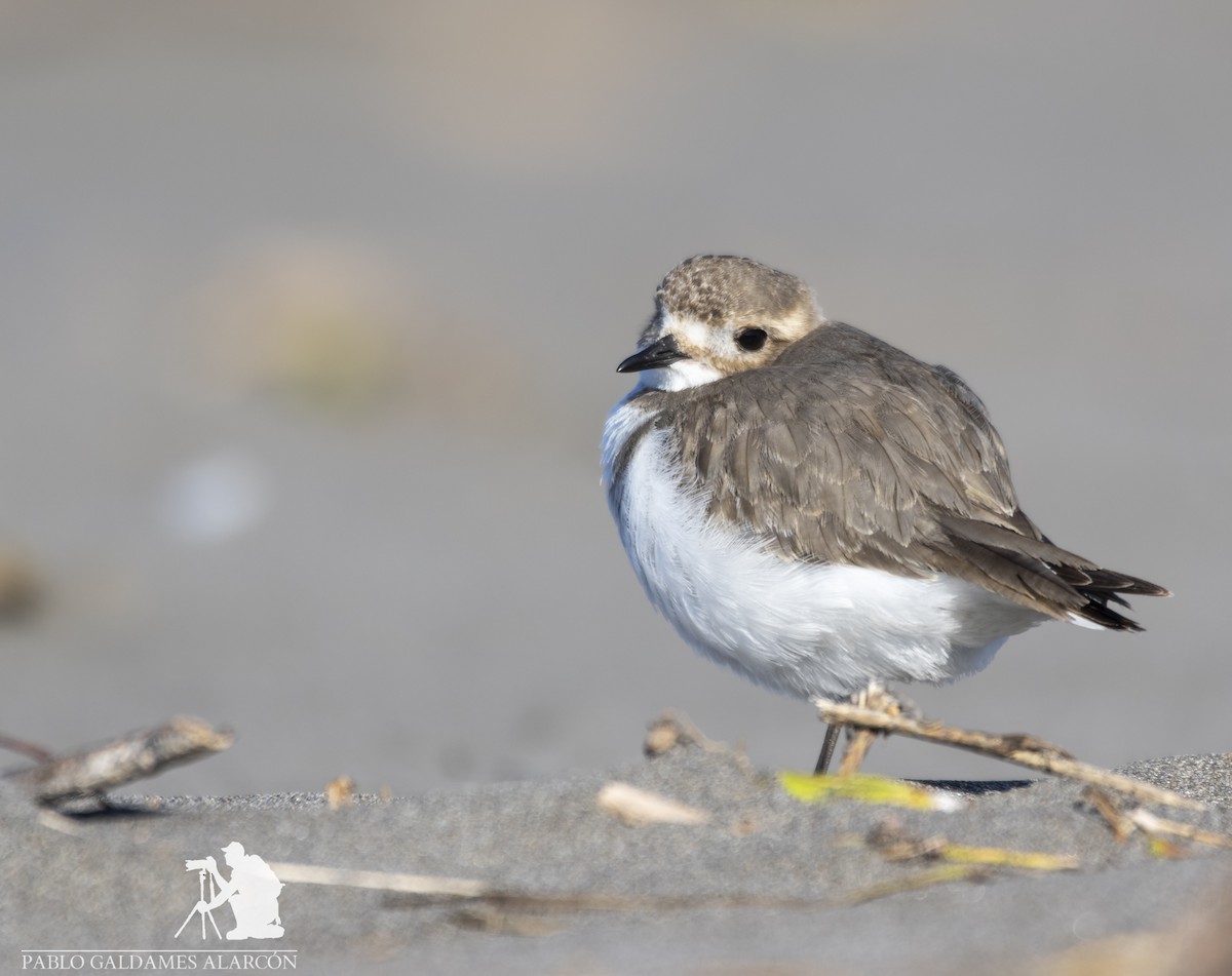 Two-banded Plover - Pablo Galdames