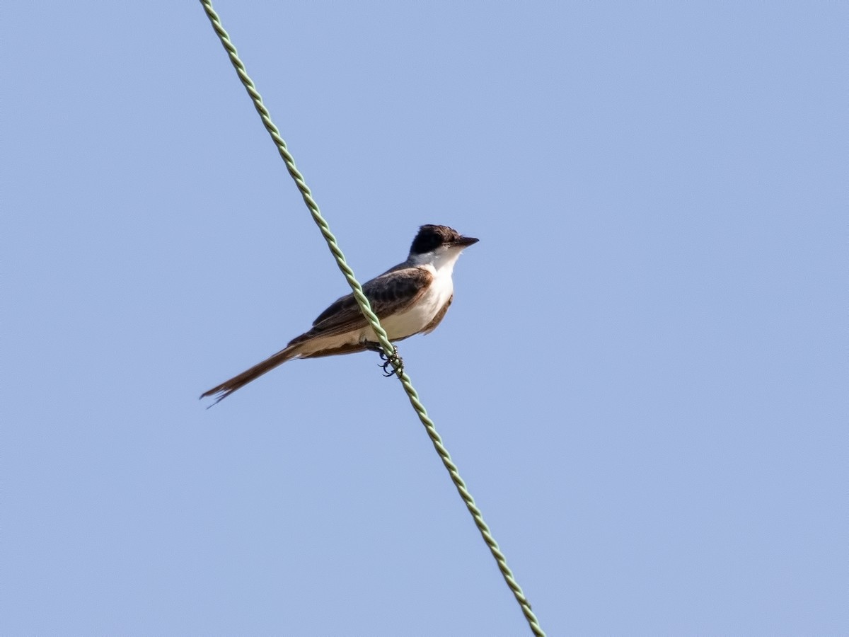 Fork-tailed Flycatcher - ML105928111