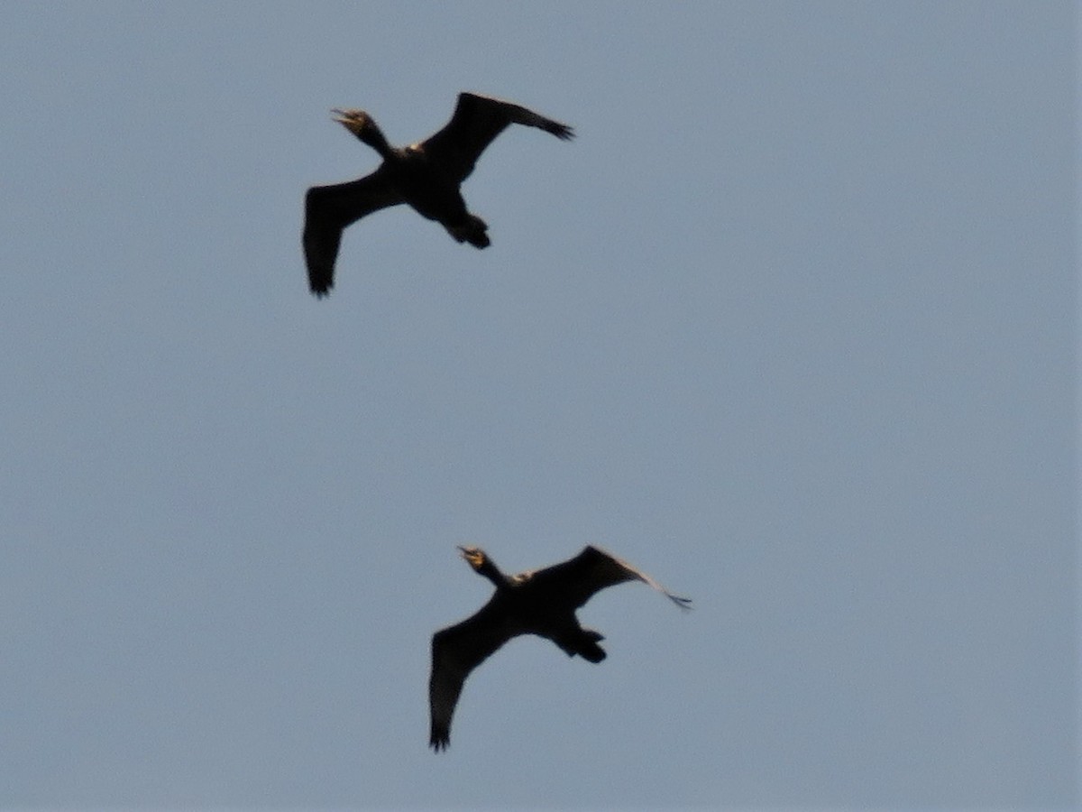 Double-crested Cormorant - Gilbert Côté