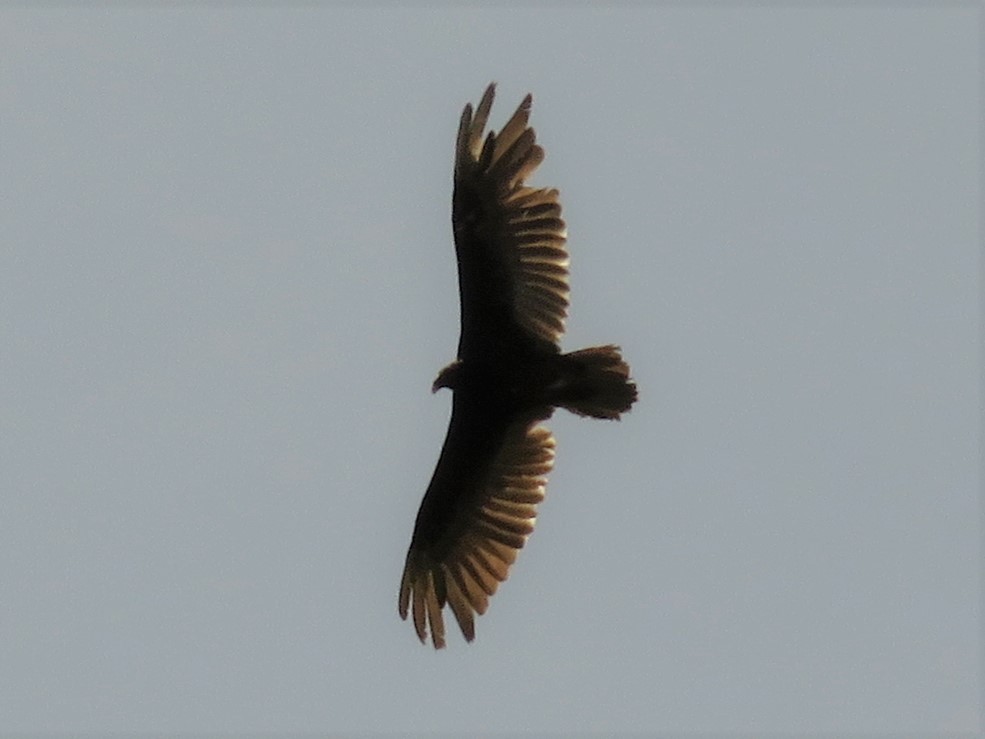 Turkey Vulture - Gilbert Côté
