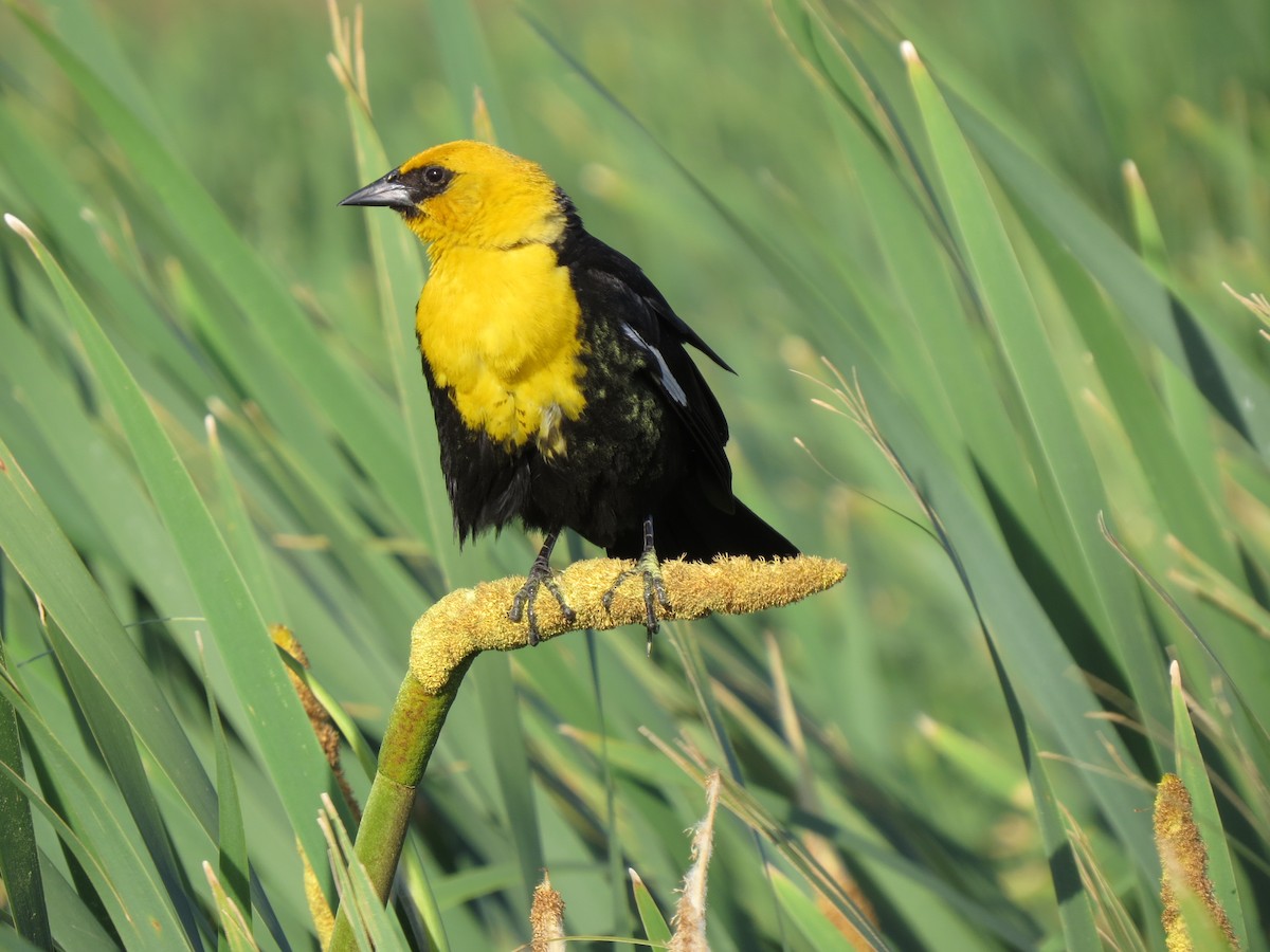 Yellow-headed Blackbird - Marya Moosman